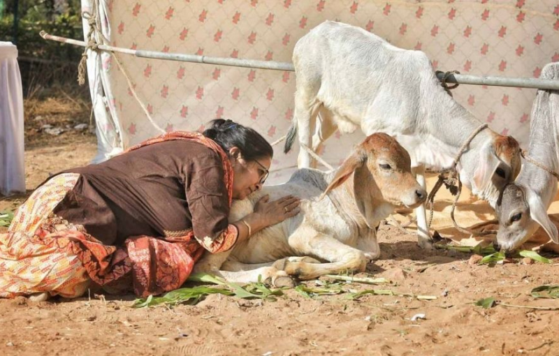 এবার ভারতে গোবর-গোমূত্র নিয়ে তুঘলকি কাণ্ড!