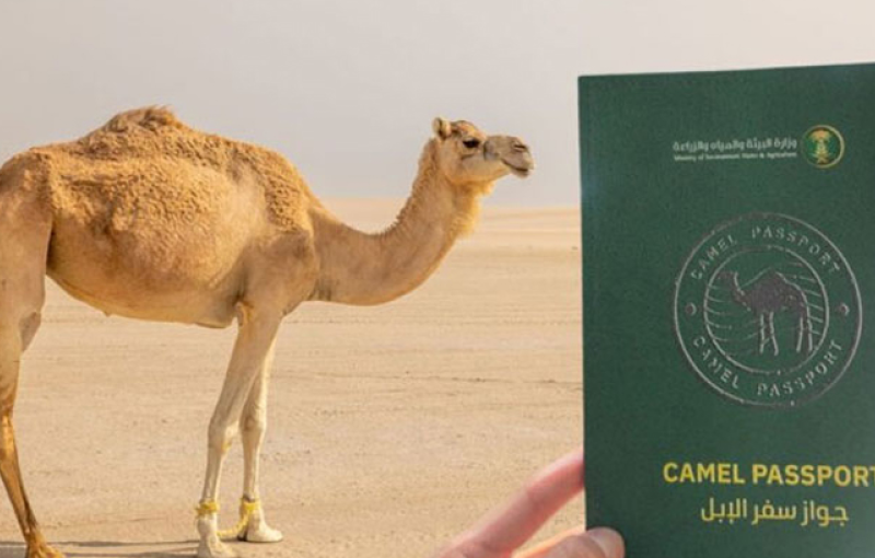 এবার উট নিয়ে সৌদির অদ্ভুত উদ্যোগ; উটকে দেওয়া হবে পাসপোর্ট!