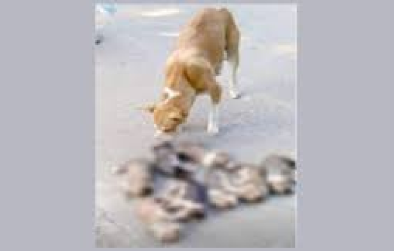 আটটি ছানা হারিয়ে বিচার চেয়ে মা কুকুরের আর্তনাদ! অবশেষে মামলা